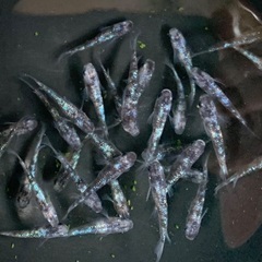 ②特価メダカ　白ブチラメ幹之サフィア系　30匹 (画像個体現物)