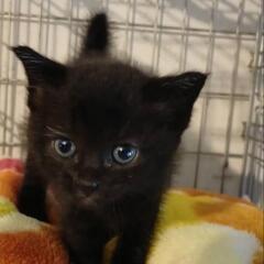 生後1〜2月の黒猫 - 中津市