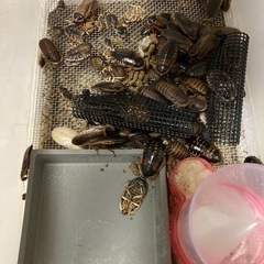 デュビアM〜成虫