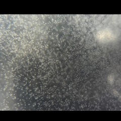 ゾウリムシ🦠メダカ針子の餌に‼️