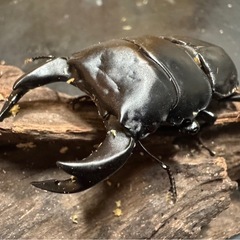 【国産オオクワガタ】アンバランス血統ピューマ