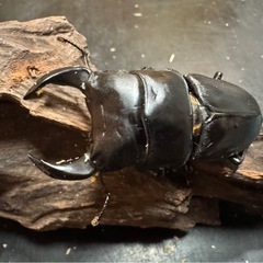 【国産オオクワガタ】アンバランス血統ピューマの画像