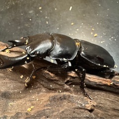 【国産オオクワガタ】アンバランス血統ピューマの画像