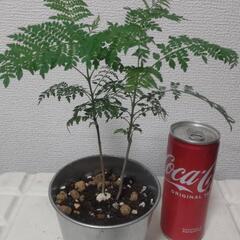 ジャカランダ 二本植えてあります 観葉植物
