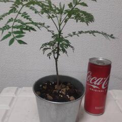 ジャカランダ 一本植えてあります オシャレ鉢 観葉植物 
