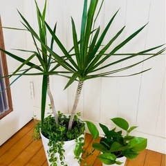 ドラセナ コンシンネ 86cmと多肉植物寄せ植え＋ポトス 運気u...