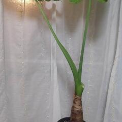 クワズイモ 観葉植物