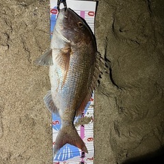 サーフ釣り🎣一緒にやりませんか？