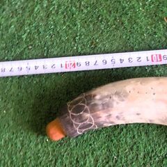 カウボーイ 投げ縄セット（マットぐロッソ州）ブラジル中西部  50年前の物の画像