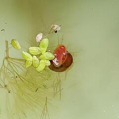 あげます③　レッドラムズホーン