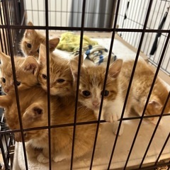 茶トラの赤ちゃん6匹います。 - 甲賀市