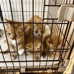 茶トラの赤ちゃん6匹います。 - 猫