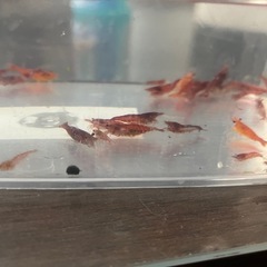 チェリーシュリンプ