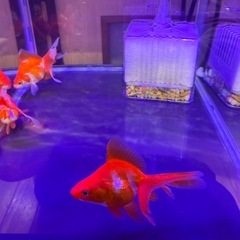 流金飯田産カラーセレクト品の画像