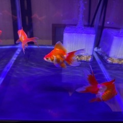 流金飯田産カラーセレクト品