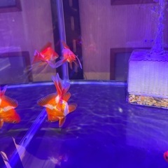 流金飯田産カラーセレクト品の画像