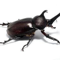 国産カブトムシ　幼虫