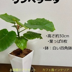 【インテリアに◎】ウンベラータ（葉8枚・30cm）白四角鉢付き🌿