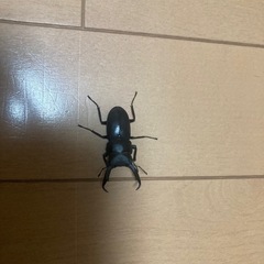 コクワガタ♂2匹　♀1匹、本土ヒラタ　♂1匹