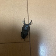 コクワガタ♂2匹　♀1匹、本土ヒラタ　♂1匹の画像