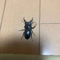 コクワガタ♂2匹　♀1匹、本土ヒラタ　♂1匹の画像