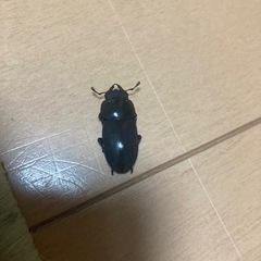コクワガタ♂2匹　♀1匹、本土ヒラタ　♂1匹の画像