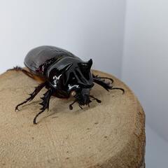 値下げ！！【ホワイトアイ】スリナムミツノカブトの画像