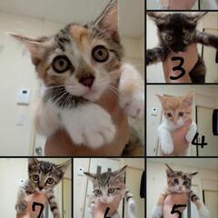 生後3ヶ月の子猫