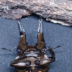 ババオウゴンオニクワガタ　♂1♀2の画像