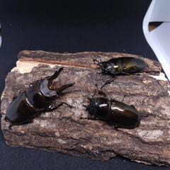 ババオウゴンオニクワガタ　♂1♀2　(A)