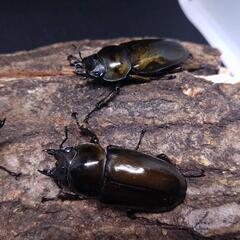 ババオウゴンオニクワガタ　♂1♀2の画像
