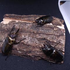ババオウゴンオニクワガタ　♂1♀2　(B)