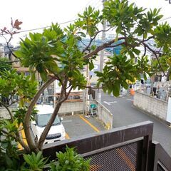 【手間いらず】イチゴノキお譲りします