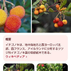 【手間いらず】イチゴノキお譲りしますの画像