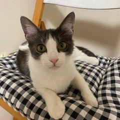 素敵な模様のハチワレちゃんです