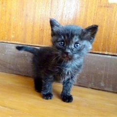 ミニチュア子熊ちゃんみたいな男の子○クマちゃん１ヶ月