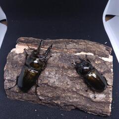 【決まりました】ババオウゴンオニクワガタ　ペア　(C)