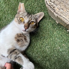 優しい猫ちゃんです。里親さん募集です。 − 広島県