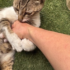 優しい猫ちゃんです。里親さん募集です。 - 里親募集