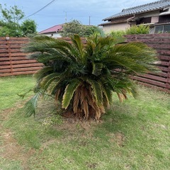 ソテツ譲ります