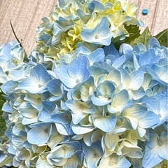 紫陽花　切り花