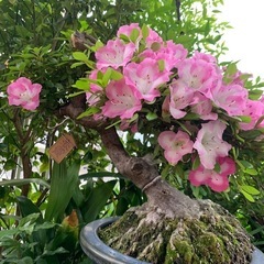 🌸さつき盆栽　春霞　根元　鉢30cm