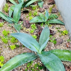 アガベ　植物