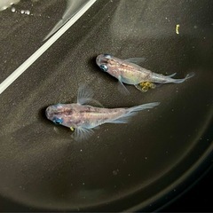 メダカ　三色ラメダルマメダカの卵　有精卵　30個