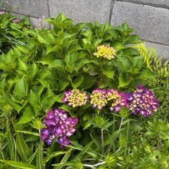 紫陽花