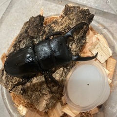 ツシマヒラタクワガタ　大