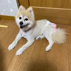 ポメラニアン　甘えん坊の１１歳 - 越谷市