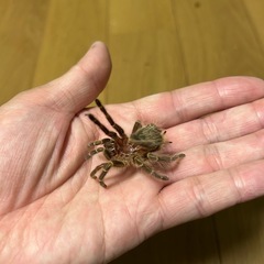 タランチュラの抜け殻