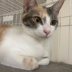 里親募集 - 猫
