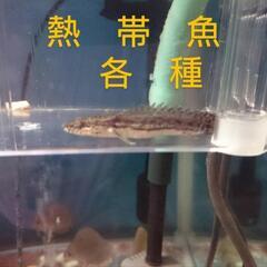 熱帯魚各種